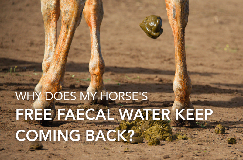 Why does my horse's Free Faecal Water keep coming back? | Equine Science Matters™
